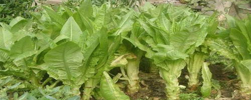 什么适合种植冷棚