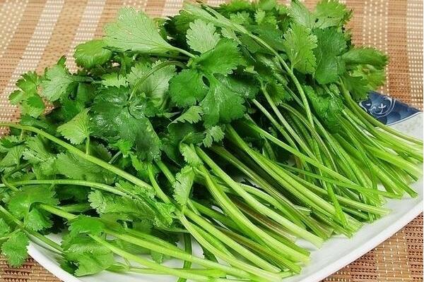 种植香菜的方法