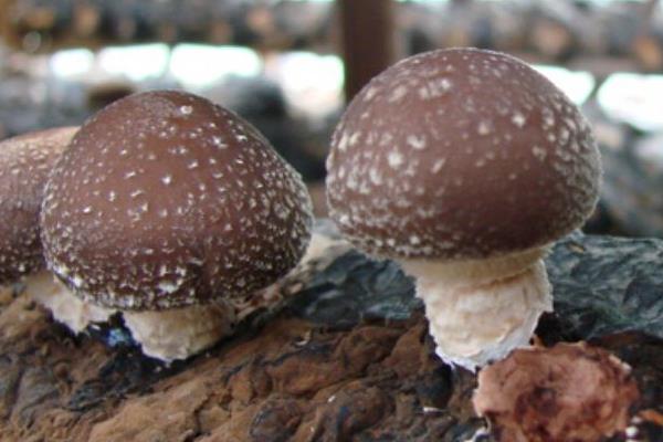 香菇烂棒的原因及防治方法