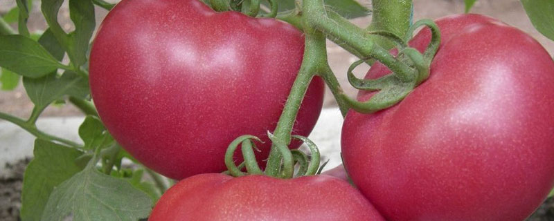 番茄种子价格及种植方法
