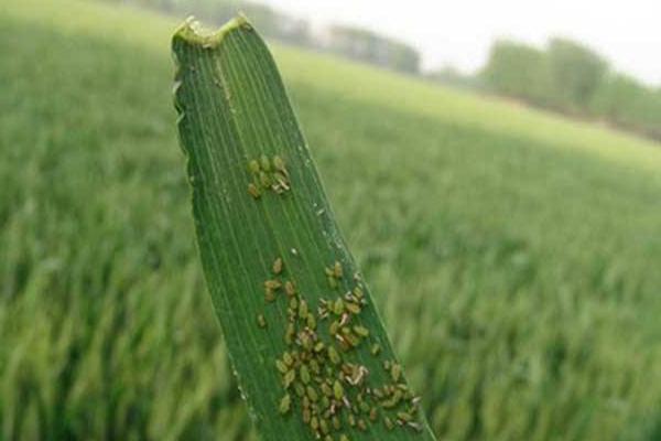 蚜虫的生物防治方法