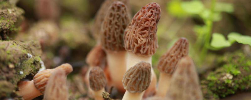 如何辨别羊肚菌的真假？选择方法有哪些