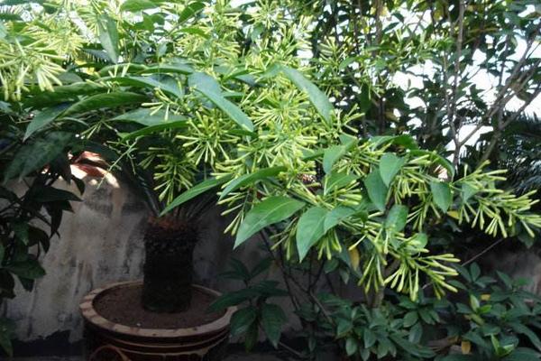 如何种植夜来香种子