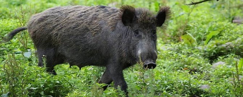 农村野猪数量急剧增加,对粮食造成极大破坏,如何防治