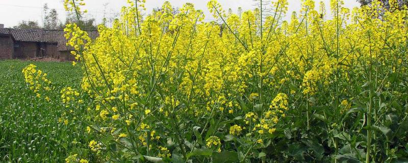 哪些油菜品种适合四川种植