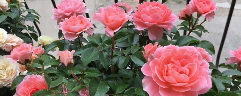 藤本月季养殖法