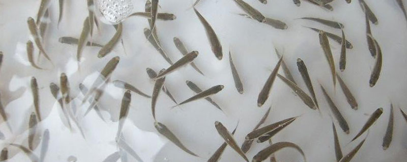 虹鳟鱼鱼苗在哪里卖?虹鳟鱼刺多