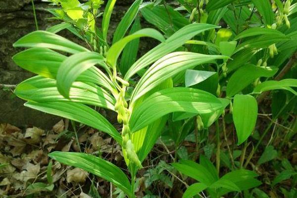 农村种植玉竹的利润是多少?(附属种植技术)