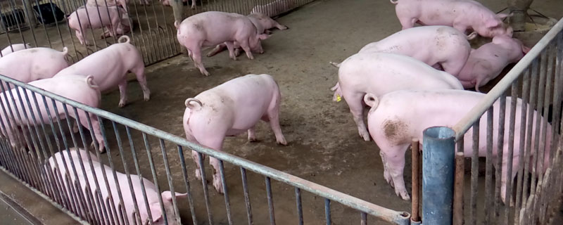 猪肉价格连续七周下跌,明年猪肉价格将如何变化