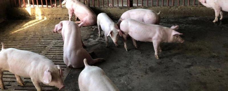 国内猪肉供应将如何变化，因为非洲猪瘟的风险越来越大