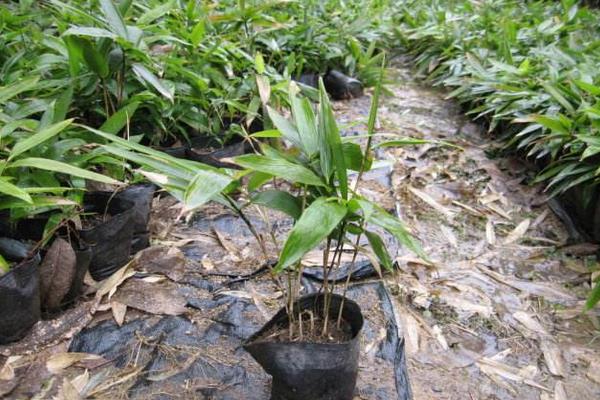 竹笋种植注意点