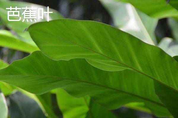 什么时候吃粽子？粽子是用水煮的还是用水蒸的