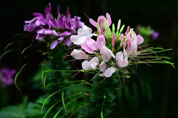 醉蝶花栽培方法