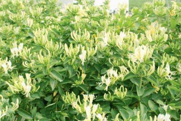 土豆收获后，如何安排土豆收获后的茬地